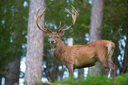 Cervus_elaphus