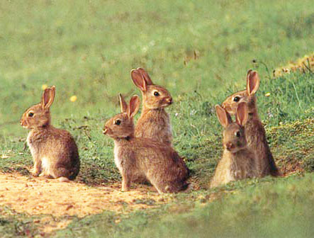 lapin de garenne