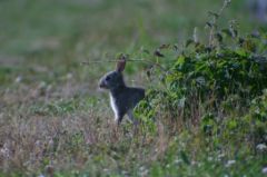IMG_9517a.JPG