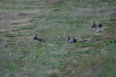 IMG_9547a.JPG