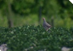 IMG_9558a.JPG