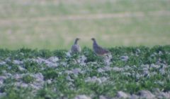 IMG_9569a.JPG