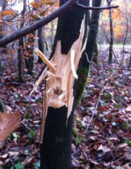 2012 11 18 ligny 2