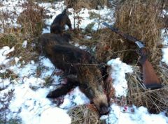 2012 12 12 sanglier 45